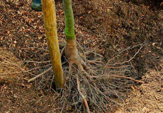 Siembra de Frutal a raiz desnuda