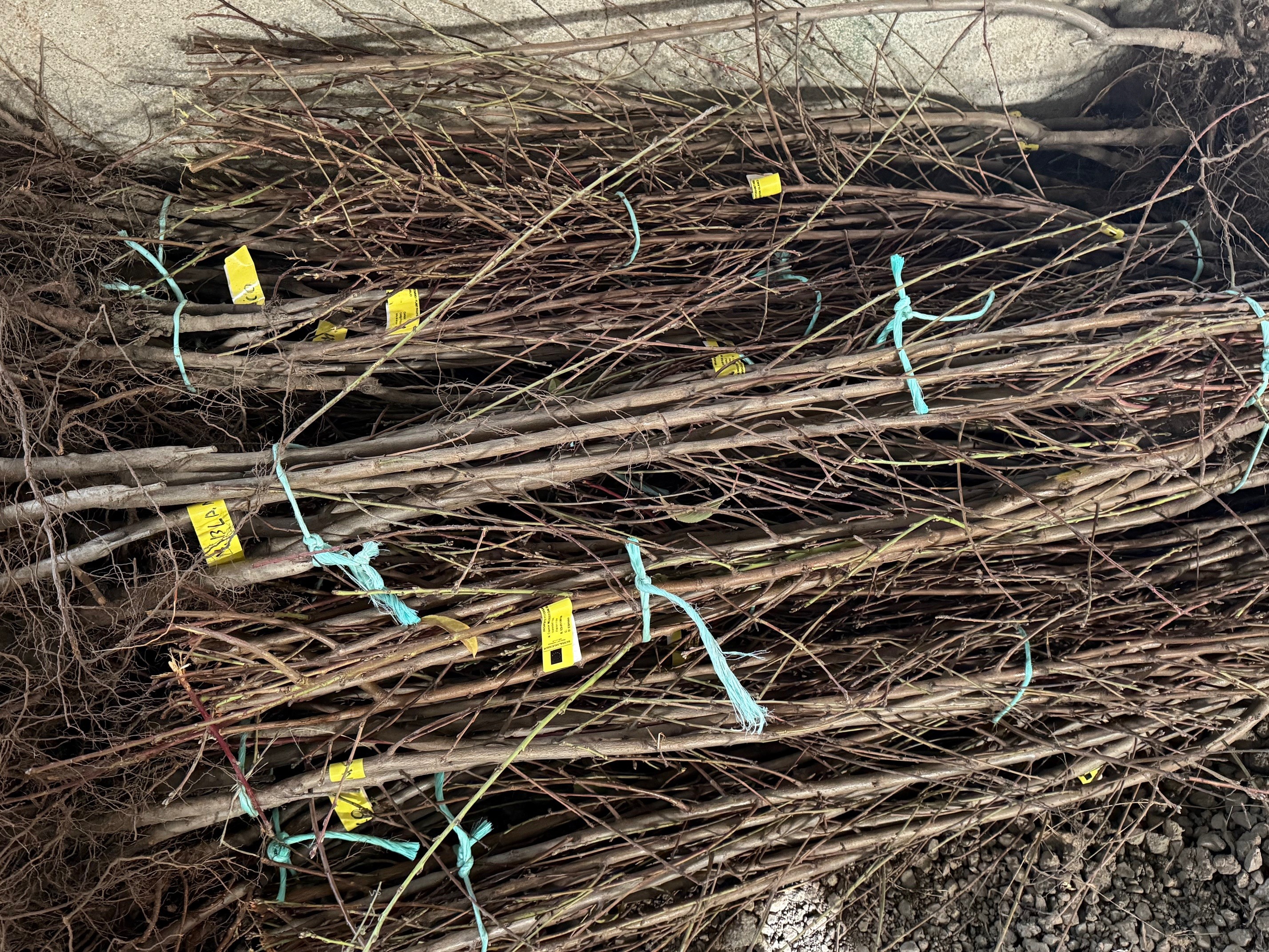 Melocotón baby Gold