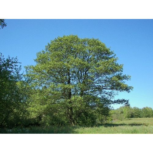 ALNUS GLUTINOSA r.d.