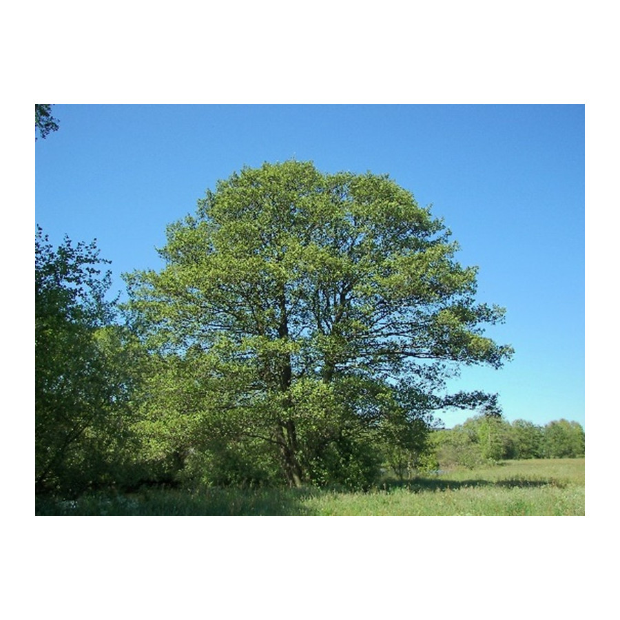 ALNUS GLUTINOSA r.d.