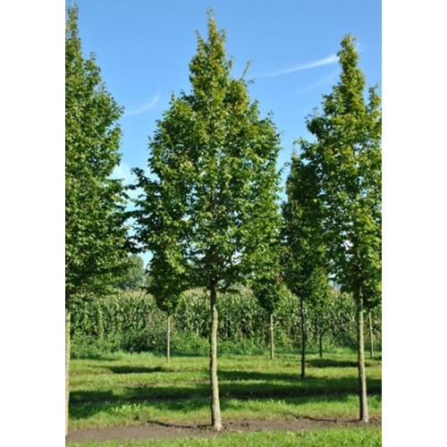 CARPINUS BETULUS cepellón metálico