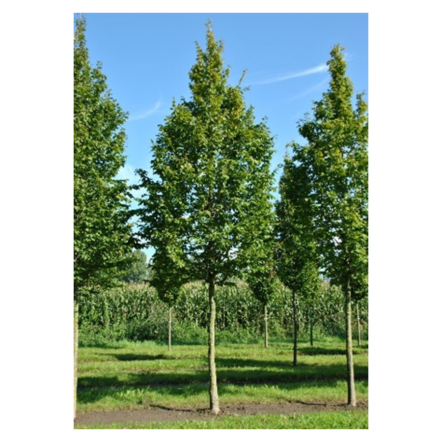 CARPINUS BETULUS cepellón metálico