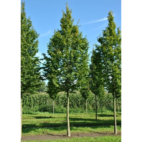 CARPINUS BETULUS cepellón metálico