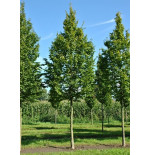 CARPINUS BETULUS cepellón metálico