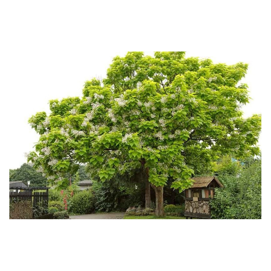 CATALPA BIGNONIOIDES r.d.