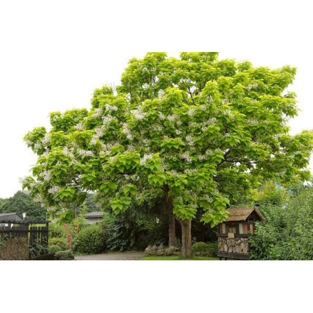 CATALPA BIGNONIOIDES r.d.