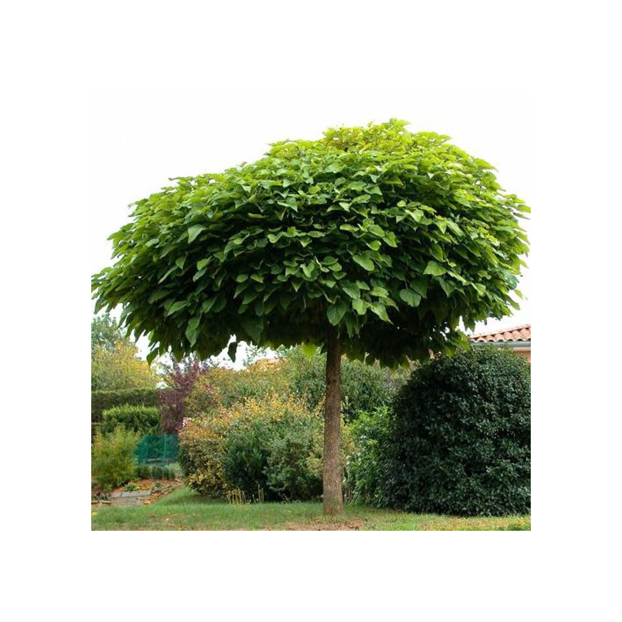 CATALPA BUNGEI (bola) r.d.