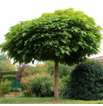 CATALPA BUNGEI (bola) r.d.