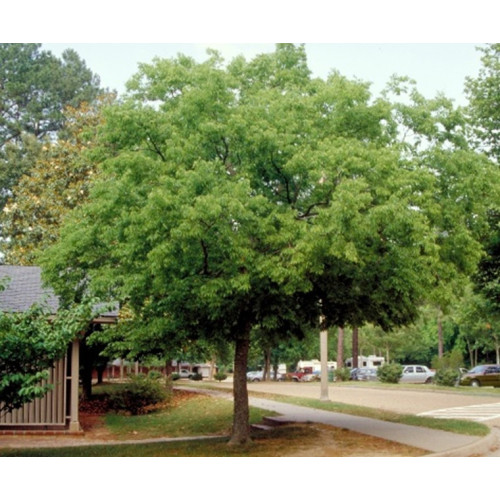 CELTIS AUSTRALIS (almez) cepellón metálico