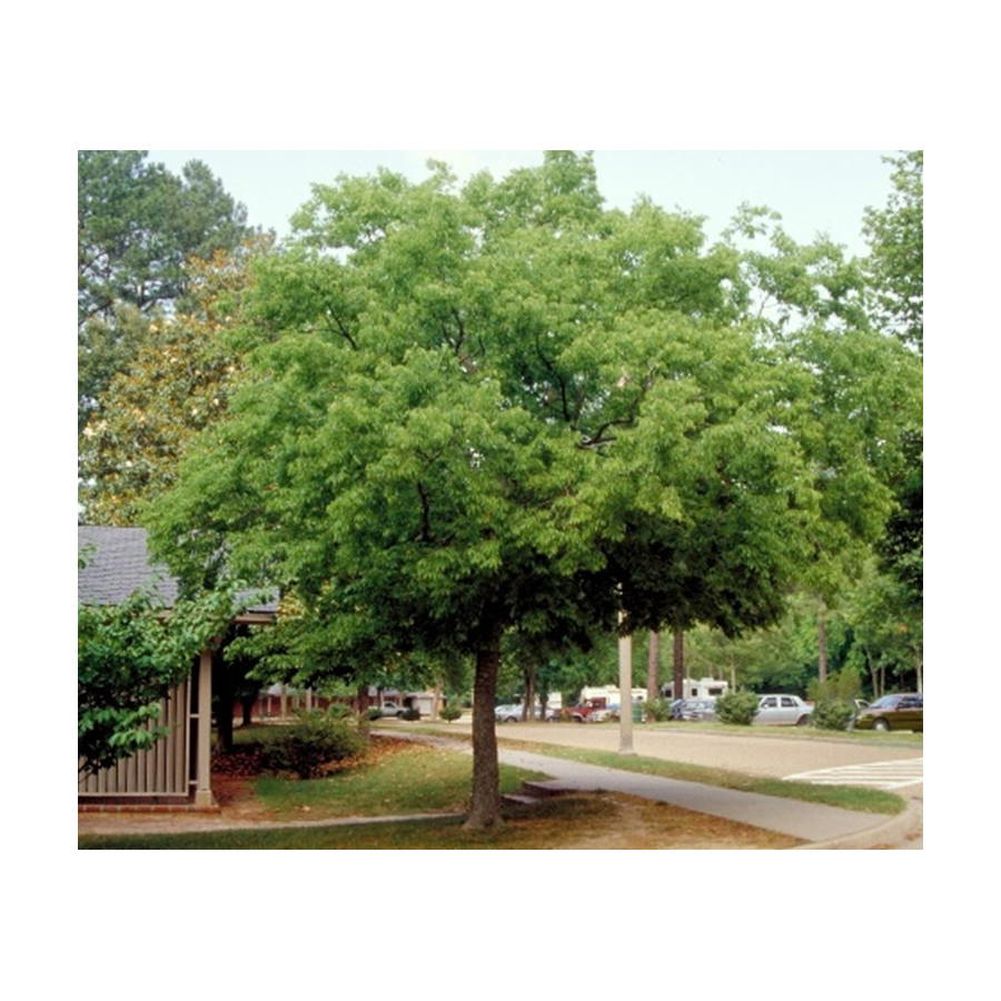 CELTIS AUSTRALIS (almez) cepellón metálico