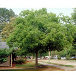 CELTIS AUSTRALIS (almez) cepellón metálico