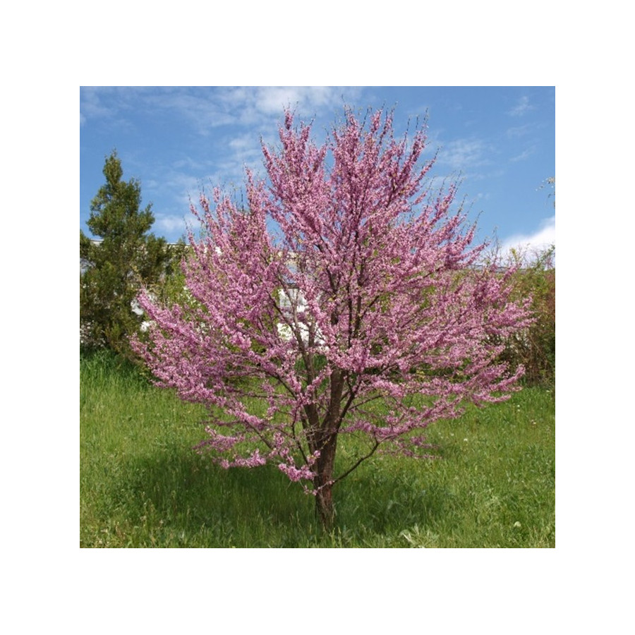 CERCIS SILIQUASTRUM (árbol del amor) cepellón metálico