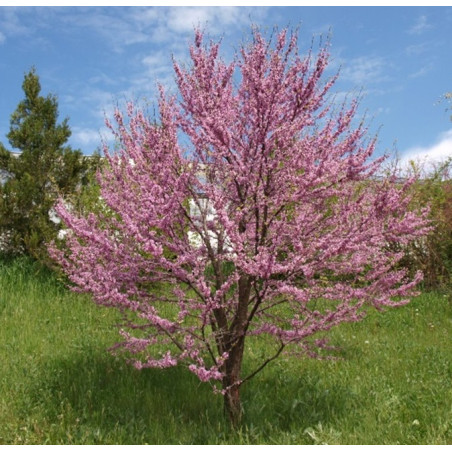 CERCIS SILIQUASTRUM (árbol del amor) cepellón metálico