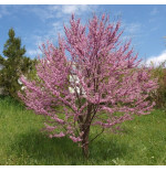 CERCIS SILIQUASTRUM (árbol del amor) cepellón metálico