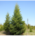 ABIES (abetos)