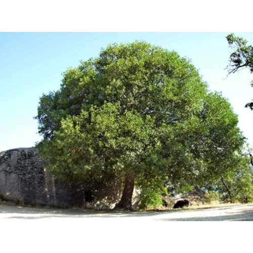 ACER MONSPESSULANUM CM