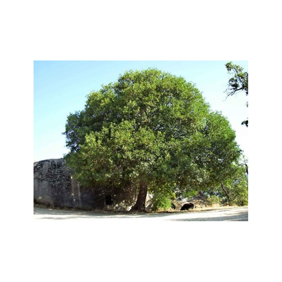 ACER MONSPESSULANUM CM