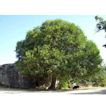 ACER MONSPESSULANUM CM