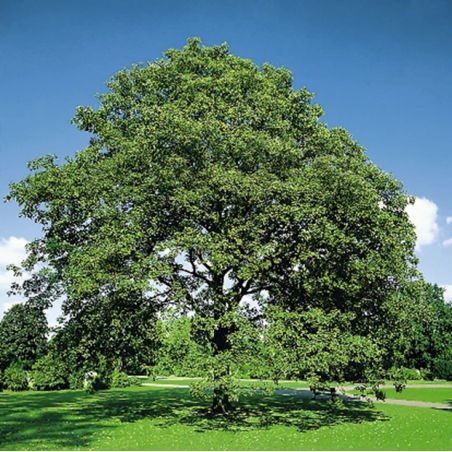 ACER PSEUDOPLATANUS CM