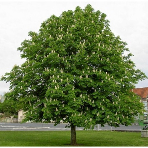 AESCULUS HIPPOCASTANUM (castaño de indias) CM