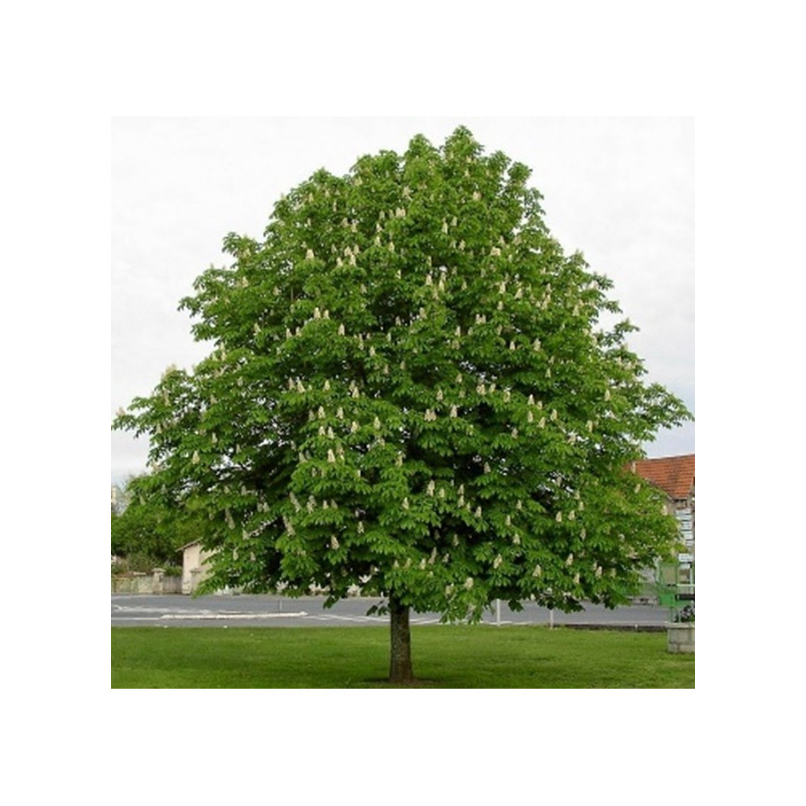 AESCULUS HIPPOCASTANUM (castaño de indias) CM