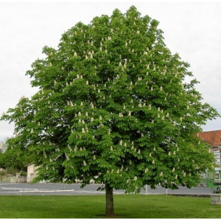 AESCULUS HIPPOCASTANUM (castaño de indias) CM