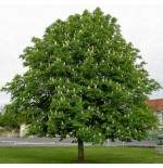 AESCULUS HIPPOCASTANUM (castaño de indias) CM