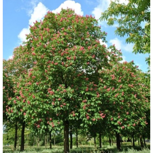 AESCULUS HIPPOCASTANUM x CARNEA BRIOTII cepellón metálico