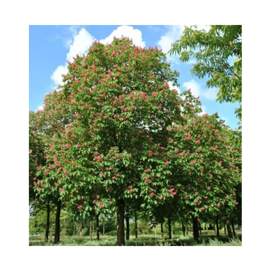 AESCULUS HIPPOCASTANUM x CARNEA BRIOTII cepellón metálico