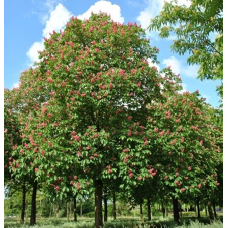 AESCULUS HIPPOCASTANUM x CARNEA BRIOTII cepellón metálico