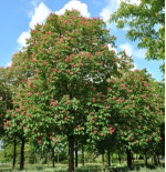AESCULUS HIPPOCASTANUM x CARNEA BRIOTII cepellón metálico