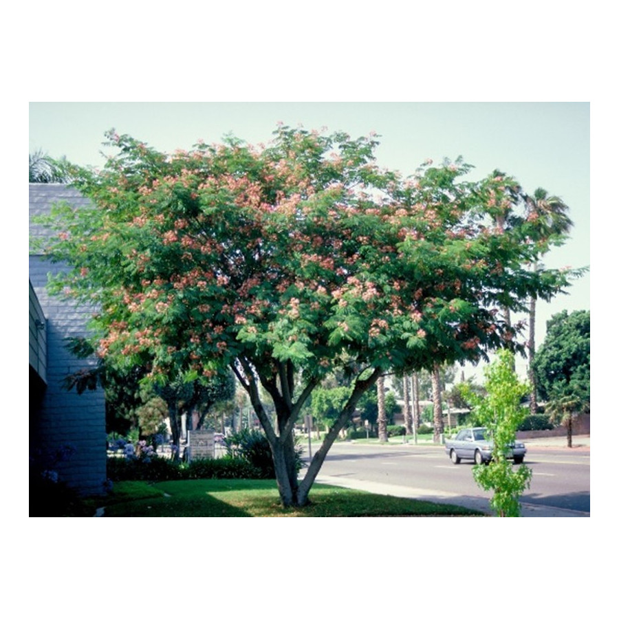 ALBIZIA JULIBRISSIN cepellón metálico