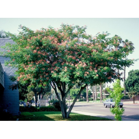 ALBIZIA JULIBRISSIN cepellón metálico