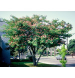 ALBIZIA JULIBRISSIN cepellón metálico