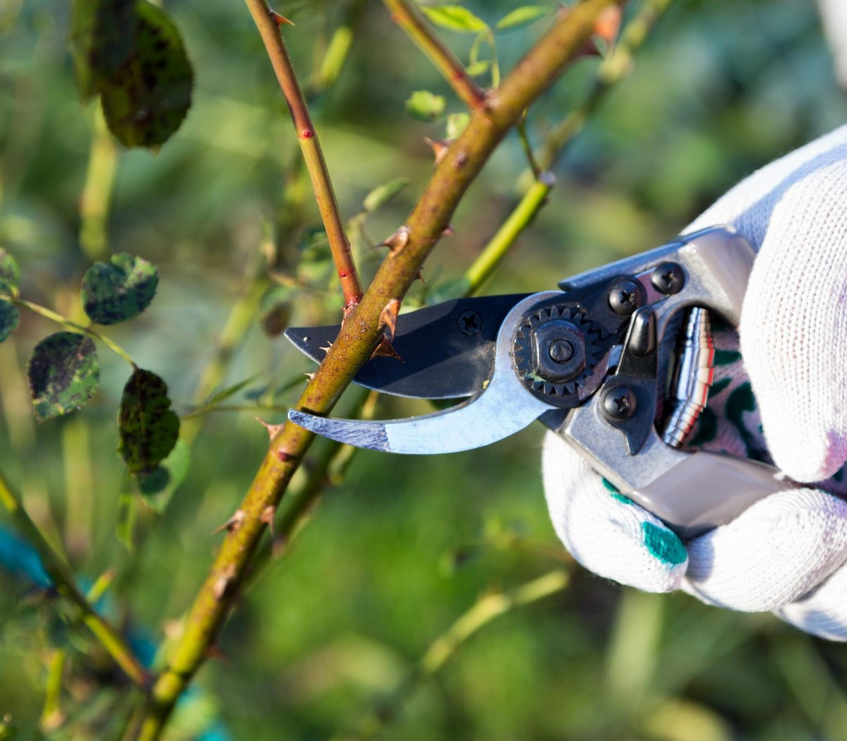 Calendario de poda: Todo lo que necesitas saber para podar tu jardín