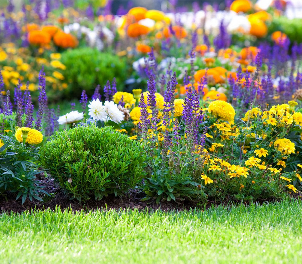Las Plantas Ornamentales y sus efectos curativos en la vida de la especie humana