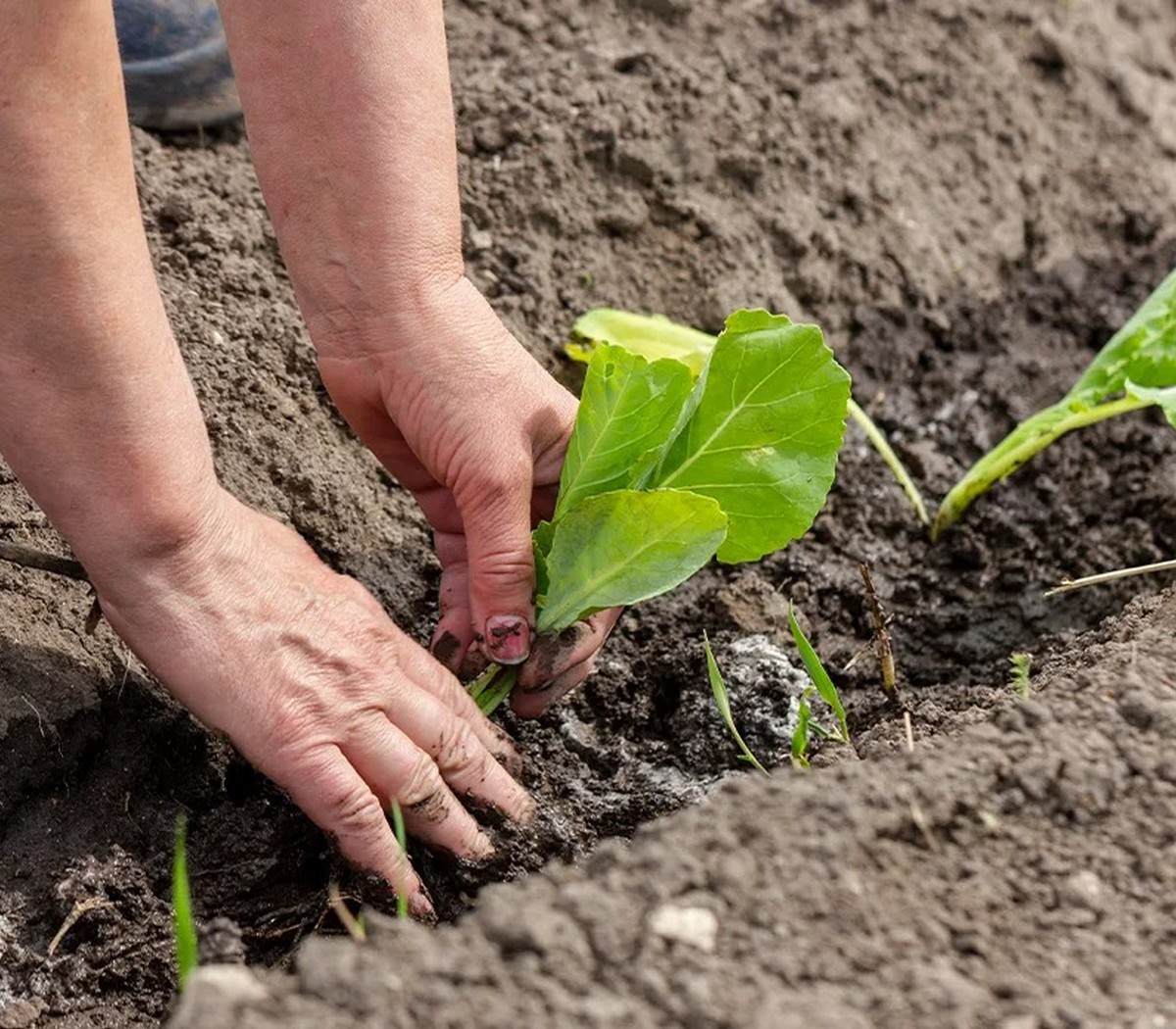 Calendario del huerto: qué plantar en enero